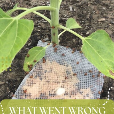 Summer Garden: What Went Wrong