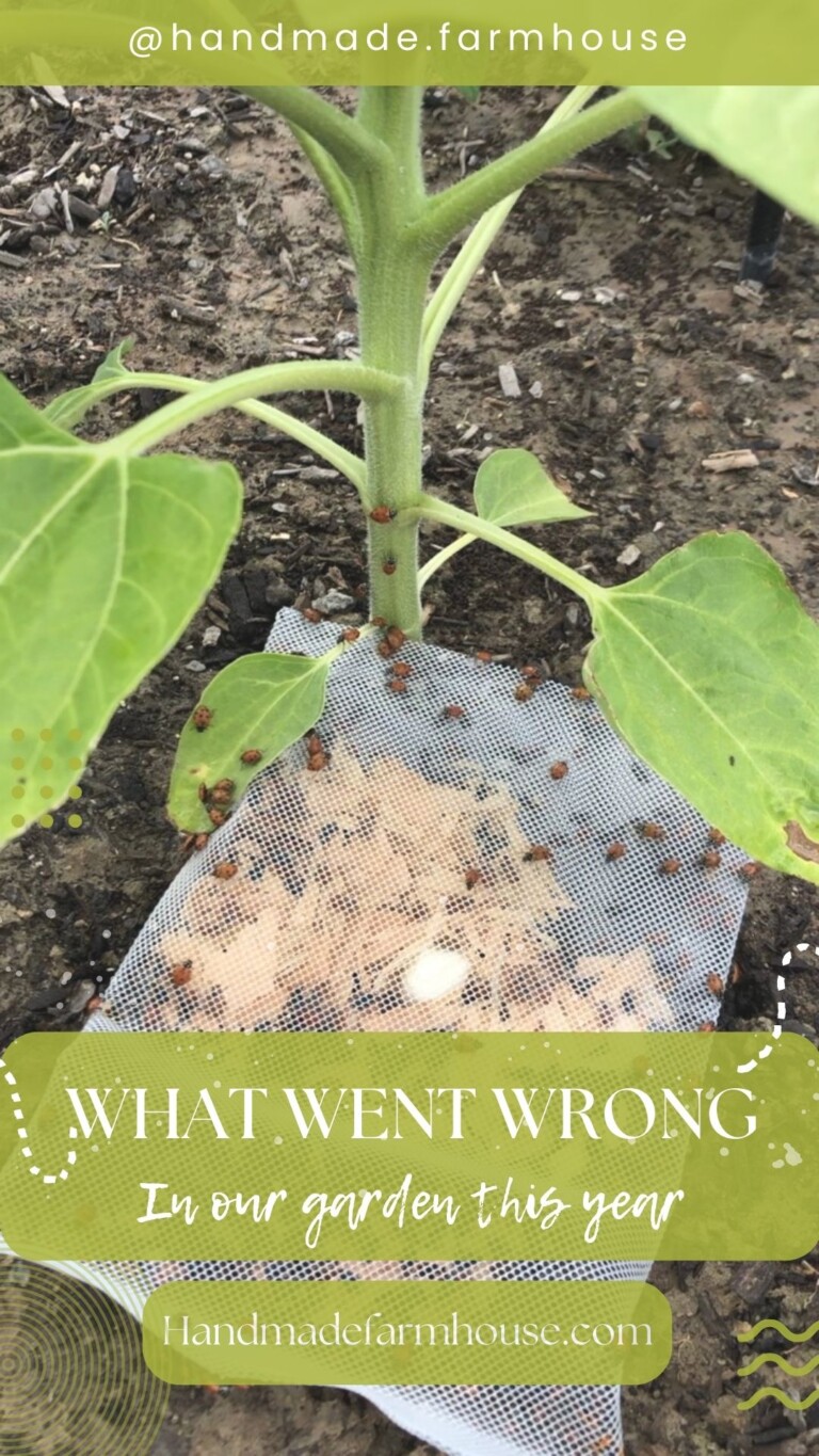 Summer Garden: What Went Wrong