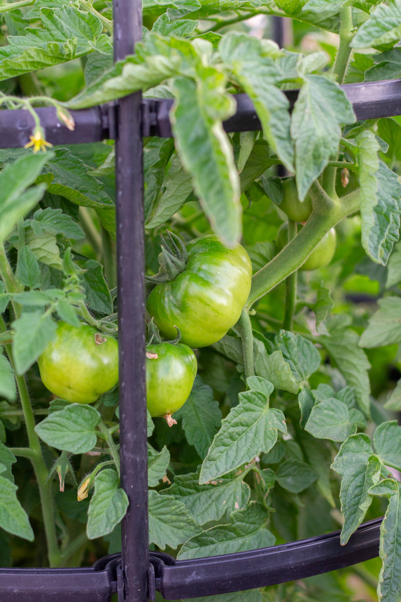 Tips for Growing Healthy Tomatoes
