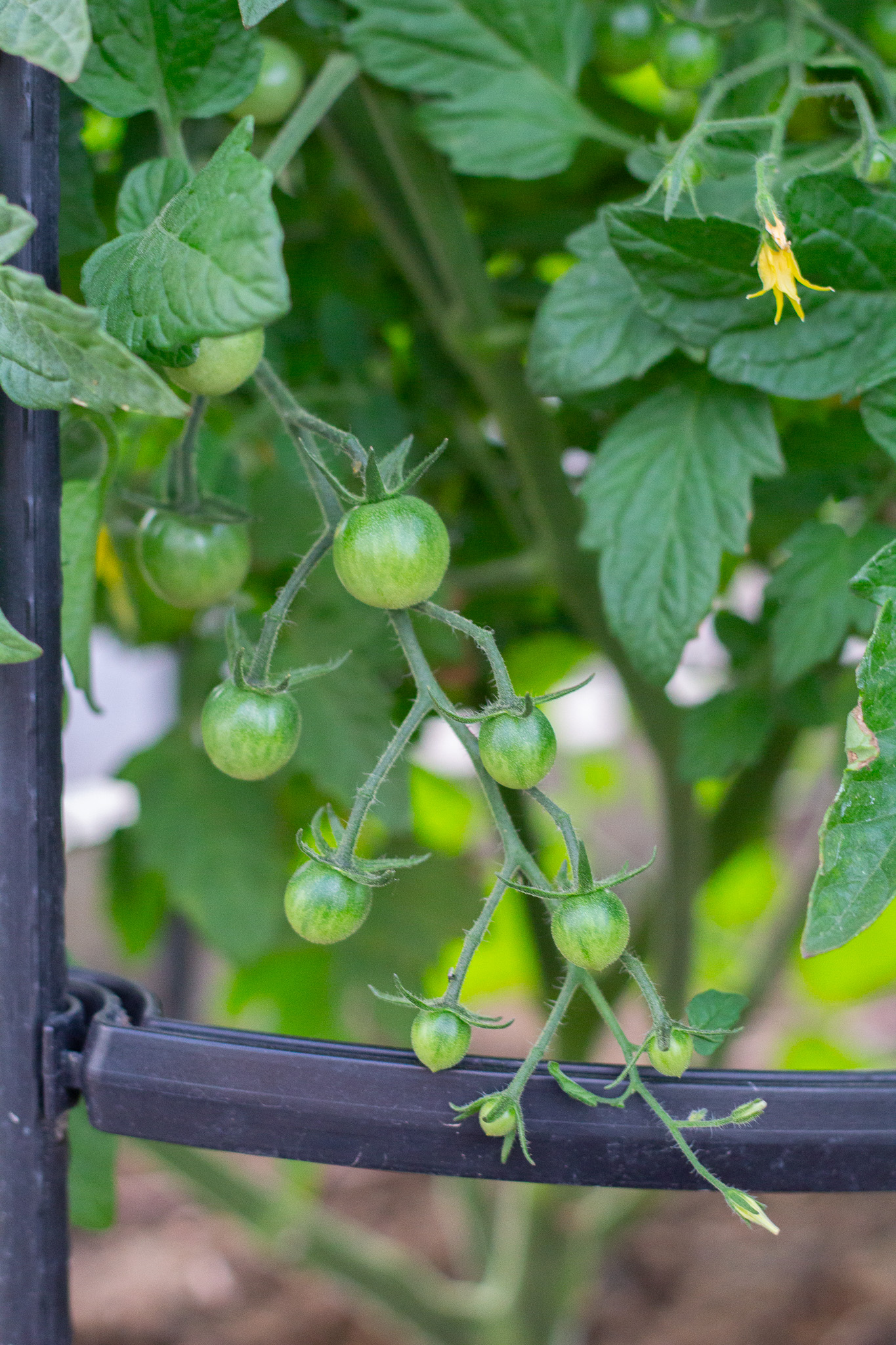 Tips for Growing Healthy Tomatoes