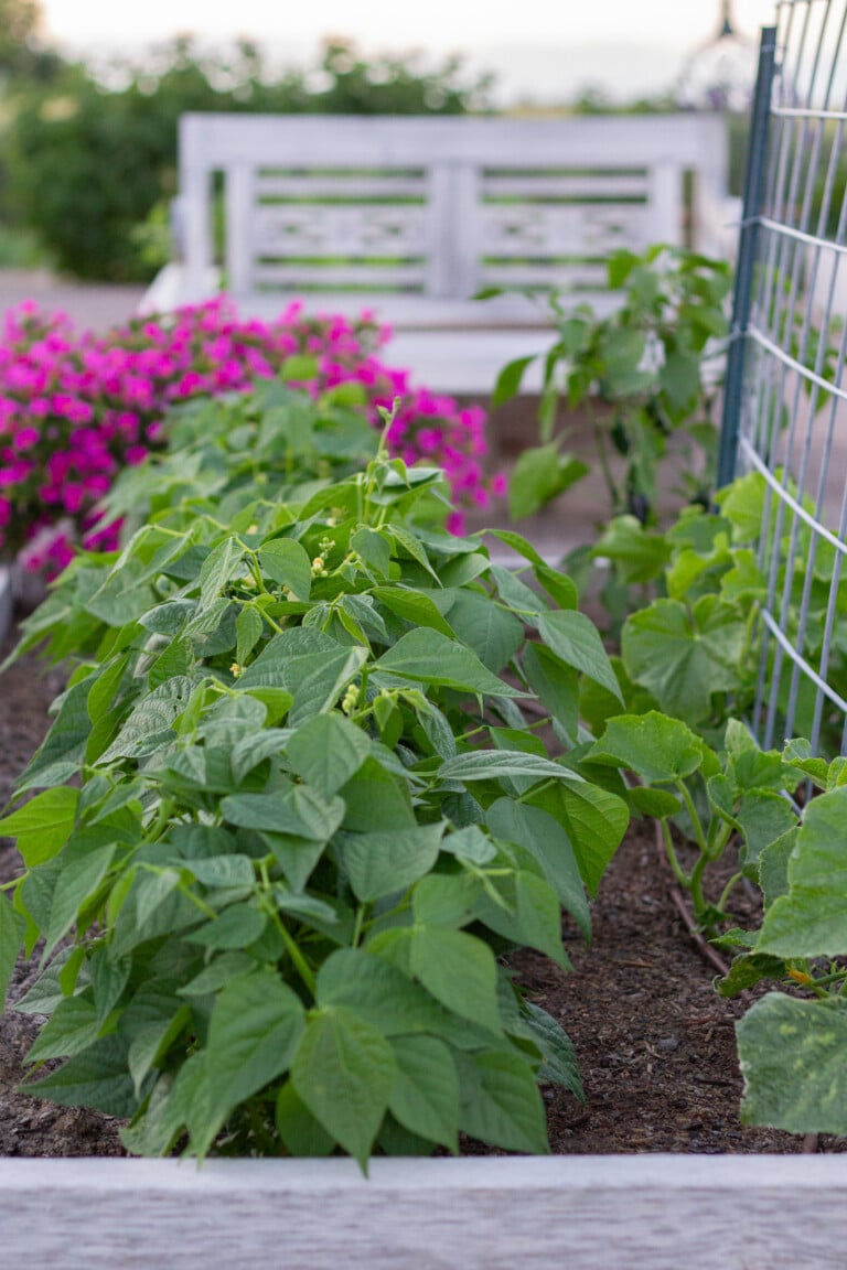 Summer Garden and Greenhouse Tour