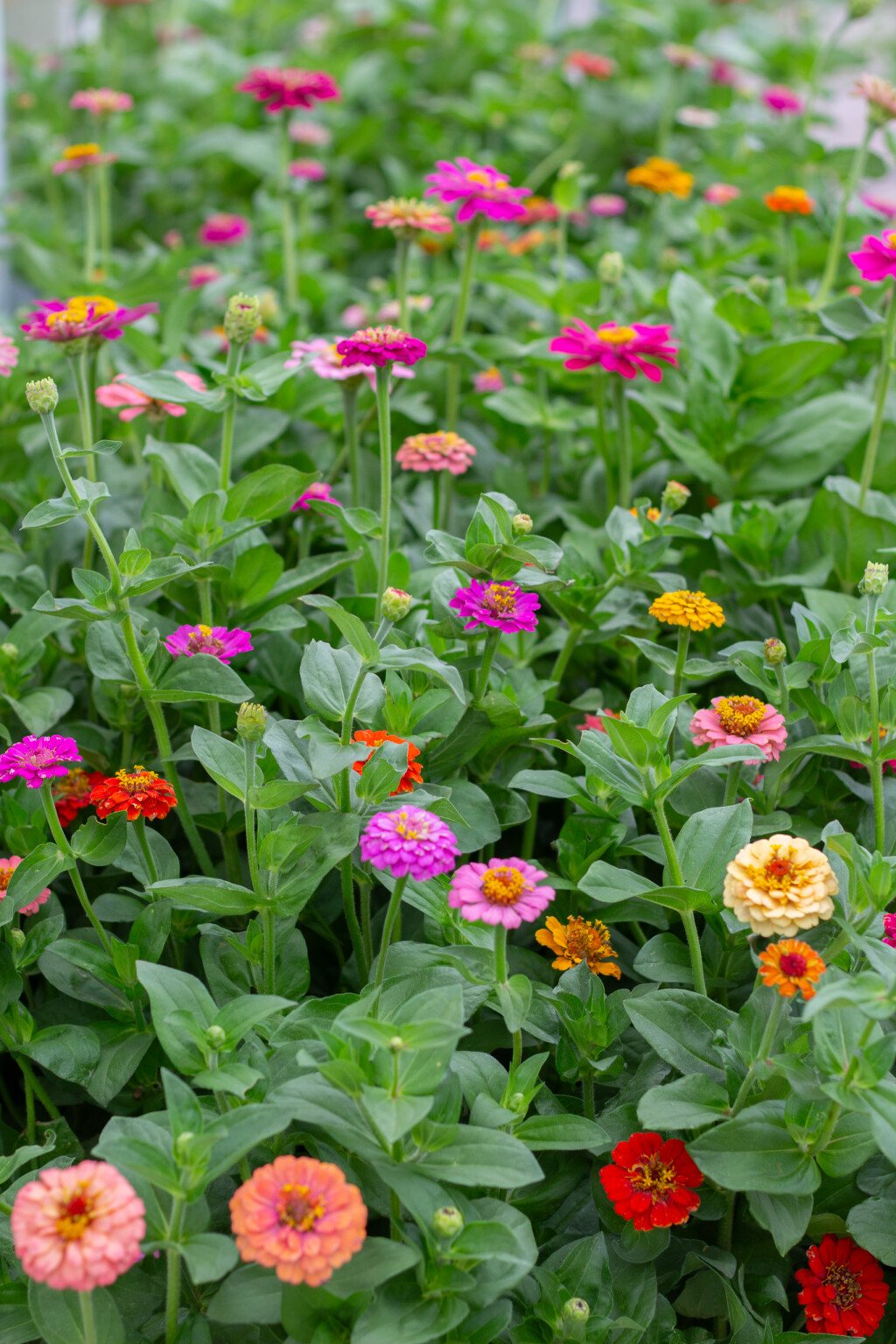 Growing Zinnias in Your Summer Garden Handmade Farmhouse