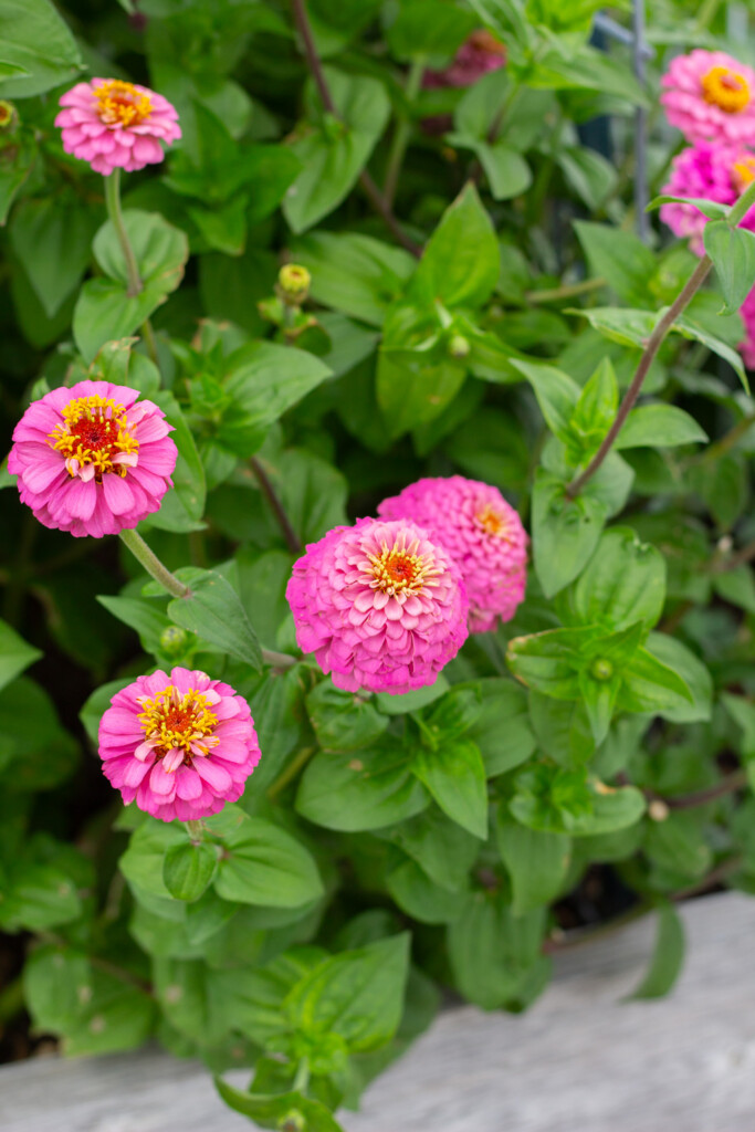 Growing Zinnias in Your Summer Garden Handmade Farmhouse