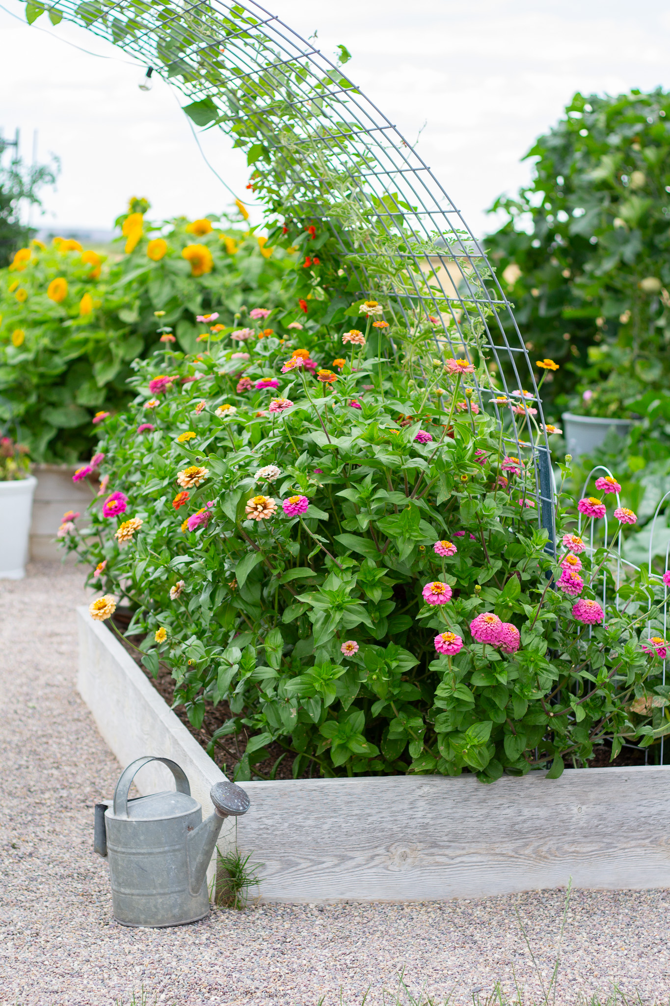 Growing Zinnias in your Summer Garden