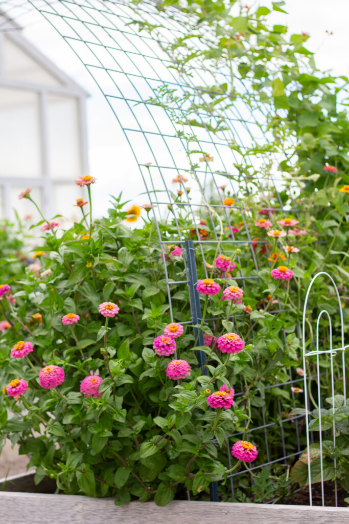 Growing Zinnias in Your Summer Garden Handmade Farmhouse