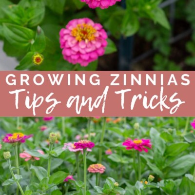 Growing Zinnias in Your Summer Garden